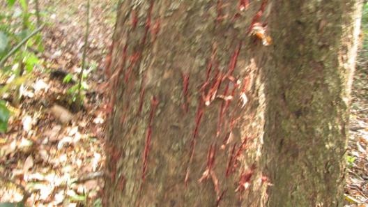 Fresh Claw Marks, either to sharpen for hunting or marking its territory