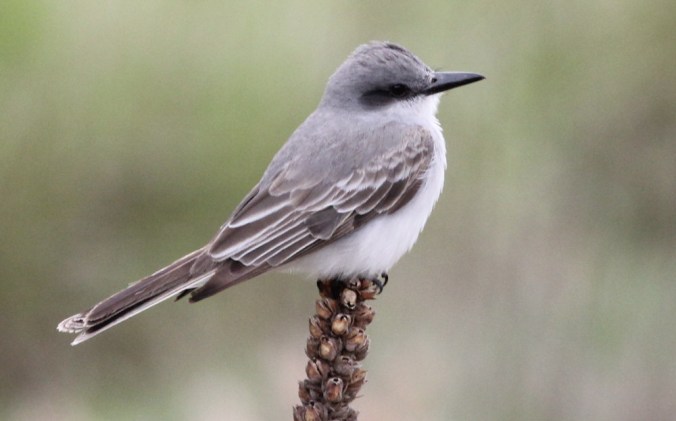Gray Kingbird by Justin Proctor - La Paz Group