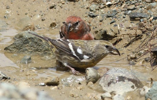 Hispaniolan Crossbills by Justin Proctor - La Paz Group