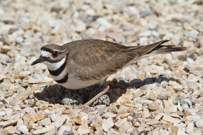 Photo of Killdeer in Upper Newport Bay Nature Preserve by Morgan Terrinoni