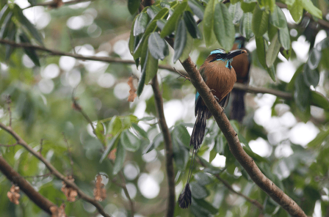 Turquoise-browed Motmot by Evan Barrientos - La Paz Group