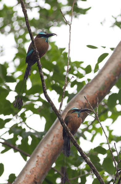Turquoise-browed Motmot by Evan Barrientos - La Paz Group