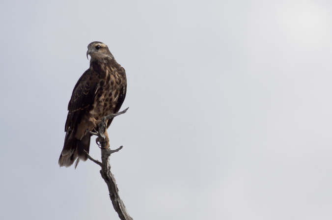 Snail Kite by Evan Barrientos - La Paz Group