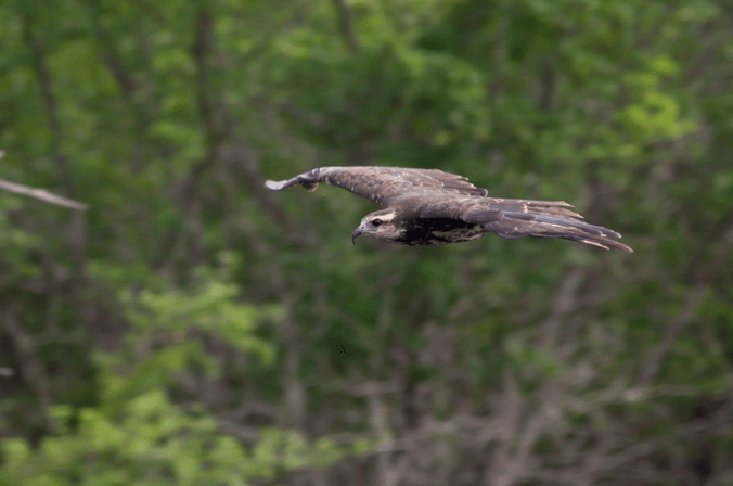 Snail Kite by Evan Barrientos - La Paz Group