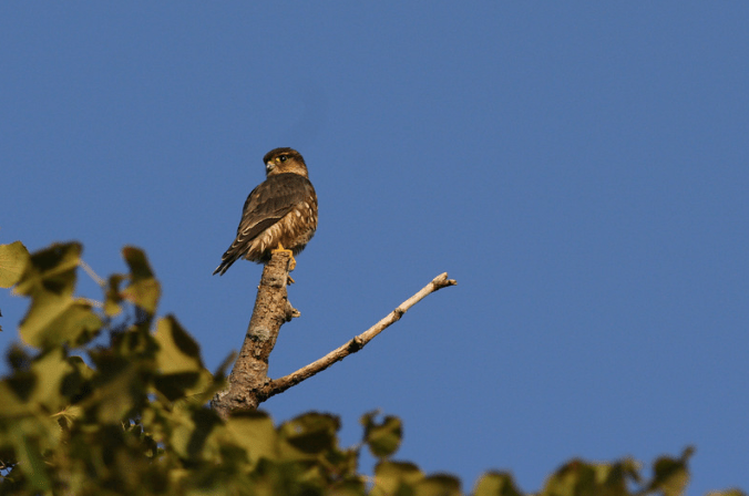 Merlin by Evan Barrientos - La Paz Group
