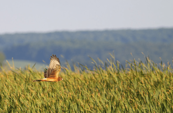 Northern Harrier by Evan Barrientos - La Paz Group