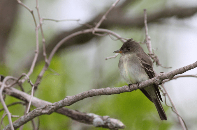Eastern Wood-Pewee by Evan Barrientos - Organikos