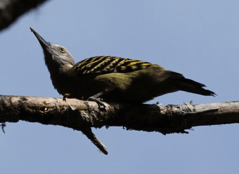 Hispaniolan Woodpecker by Justin Proctor - La Paz Group