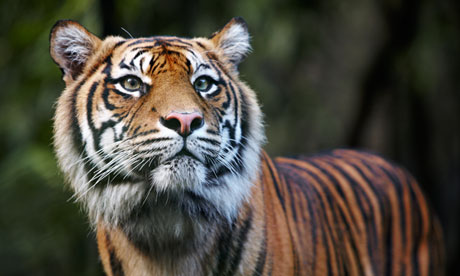 A Sumatran tiger, one of thousands of species threatened by palm oil plantations and paper and timber businesses. Photograph: Allan Baxter/Getty Images