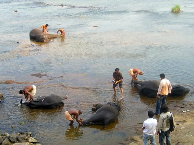Photo Credits: Ramesh Kidangoor