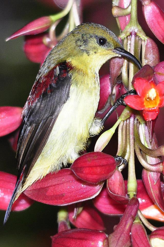 Crimson-backed Sunbird by Vijaykumar Thondaman - La Paz Group