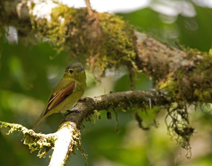 Barred Becard by Brian Magnier - La Paz Group