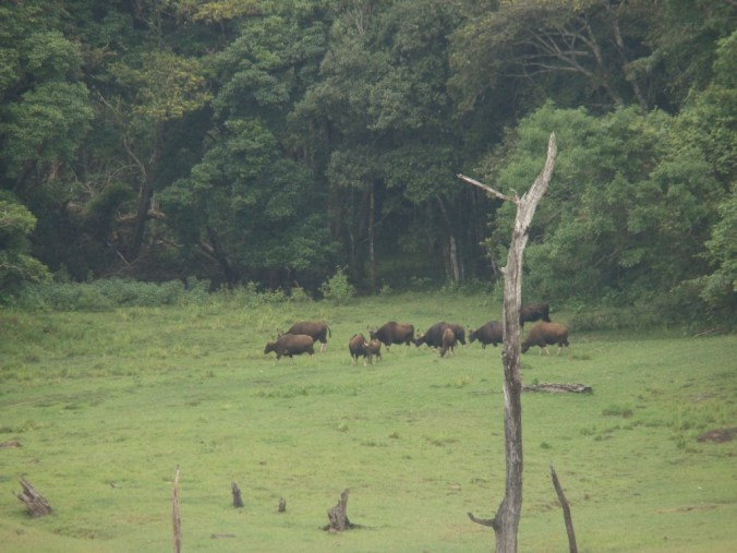 Heard of Wild Gaur