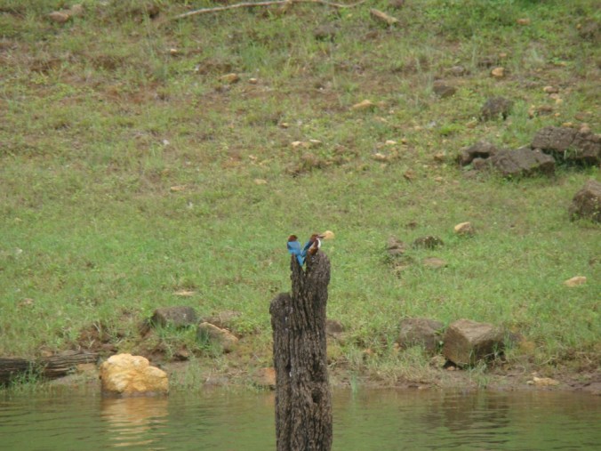 White Brested King Fisher