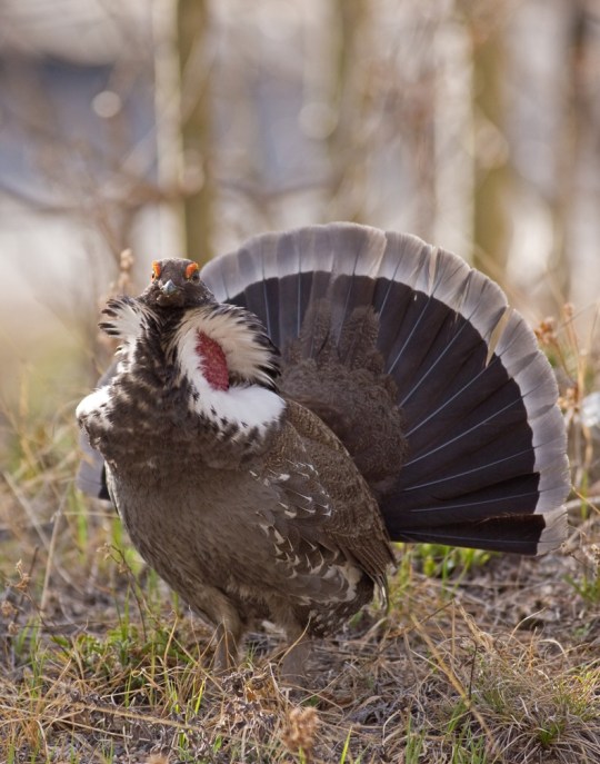 Dusky Grouse  by Brian Magnier - La Paz Group
