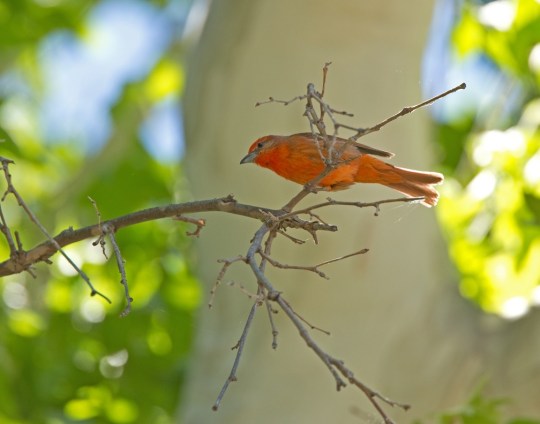 Hepatic Tanager by Brian Magnier - La Paz Group
