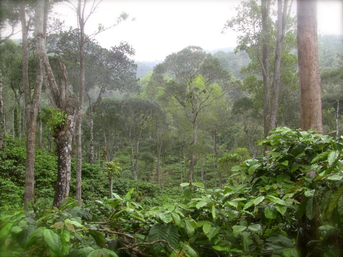 Coffee plantation - Spring Valley, Kerala credit Ea Marzarte - Raxa Collective