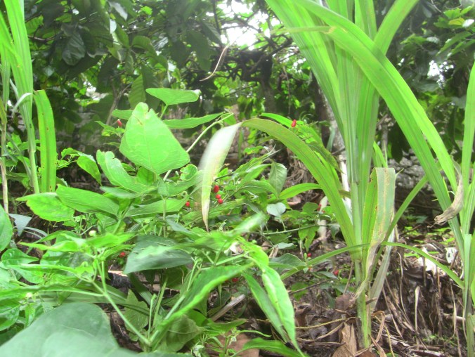 Ripe green chillies credit Ea Marzarte - Raxa Collective