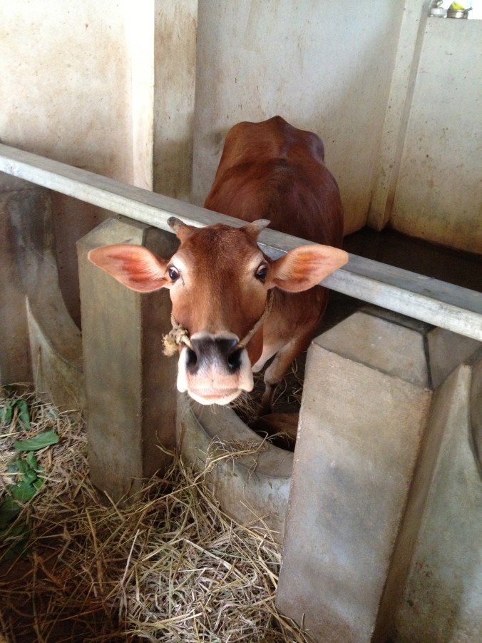 Vechur calf 
