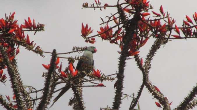 malabar parakeet