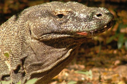 The Komodo dragon: surprisingly clean. 