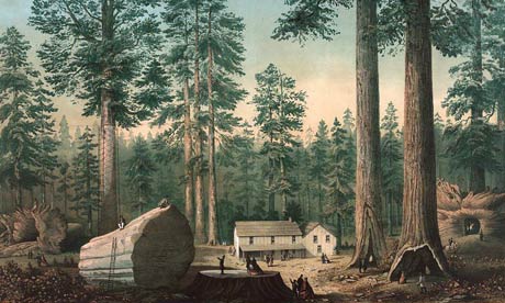 Tourists inspecting the stump of the 'Mammoth Tree' in Calaveras County, California, c1860. The 'Mother of the Forest', without its bark, can be seen in the background. Image: LoC