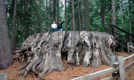 Two people standing on the stump of the 'Mammoth Tree' at Calaveras Big Trees State Park, California. Photograph: Jeff Compasso/Alamy