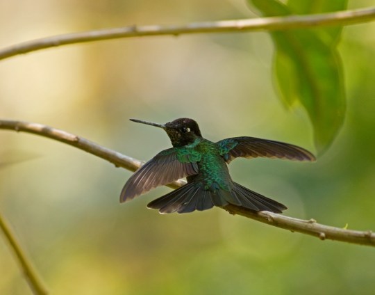 Magnificent Hummingbird by Brian Magnier - La Paz Group