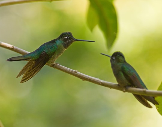 Magnificent Hummingbirds by Brian Magnier - La Paz Group
