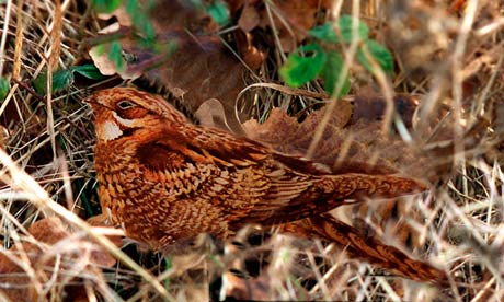 Several visitors to Brownsea Island, Poole Harbour, were found to be using apps that imitate the unusual 'churring' call of the nightjar to coax out the bird. Photograph: Don Mcphee for the Guardian