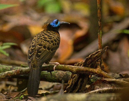 Ocellated Antbird by Brian Magnier - La Paz Group