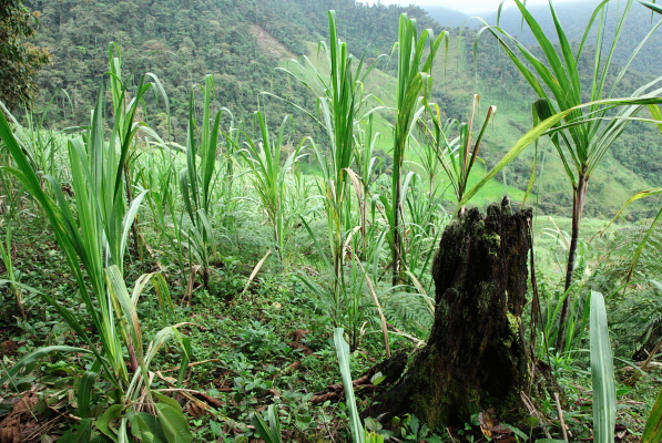 The sacrifices of agriculture are obvious to some, yet unperceived by others.