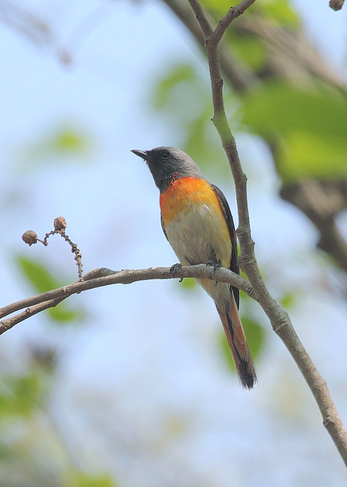 Small Minivet (male) by Anukash - La Paz Group