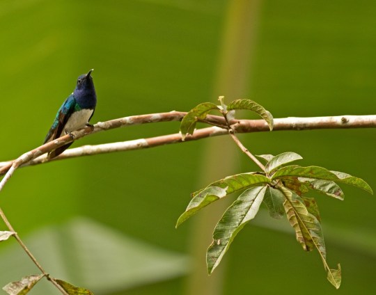 White-necked Jacobin by Brian Magnier - Organikos