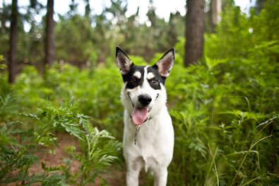 John W. Adkisson for The New York Times. Peony, a Carolina dog. Some of the breed’s rare traits include a fishhook tail, a pointed, somewhat lupine face and the habit of digging snout pits.