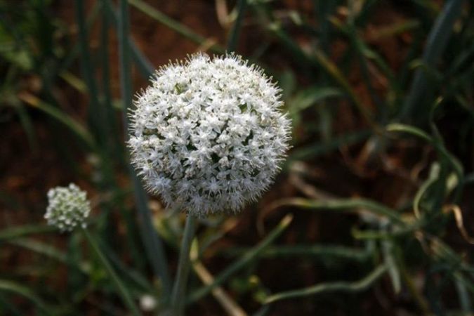 onion flower