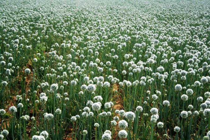 Photo credits: Dileep