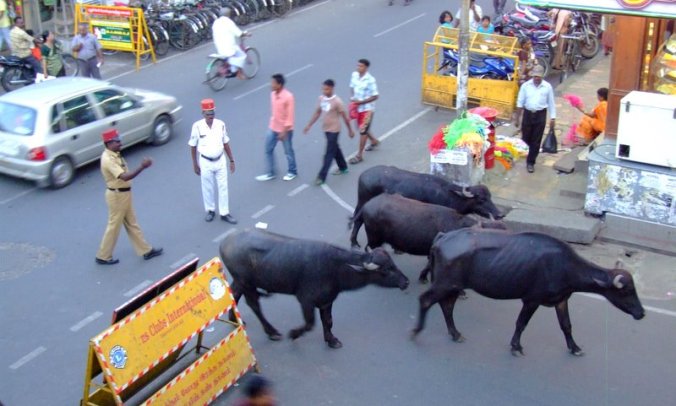 Photo credit: Ramesh Kidangoor