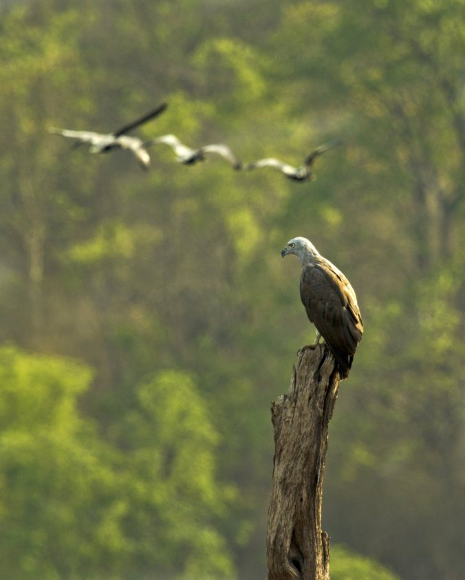 Grey Headed Fish Eagle by Brinda Suresh - RAXA Collective