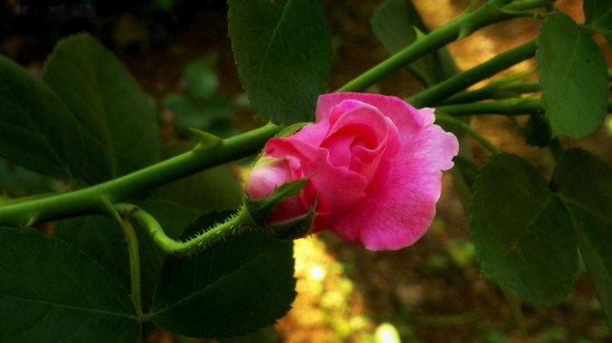 Photo credits: Eldhose