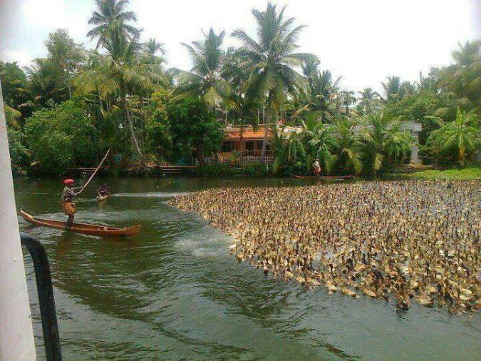 Photo credits : Ramesh Kidangoor