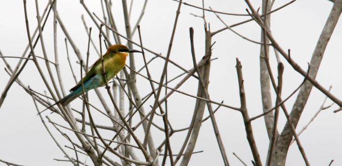 brindabluetailedbee eater
