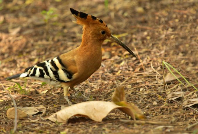 Hoopoe by Brinda Suresh - La Paz Group