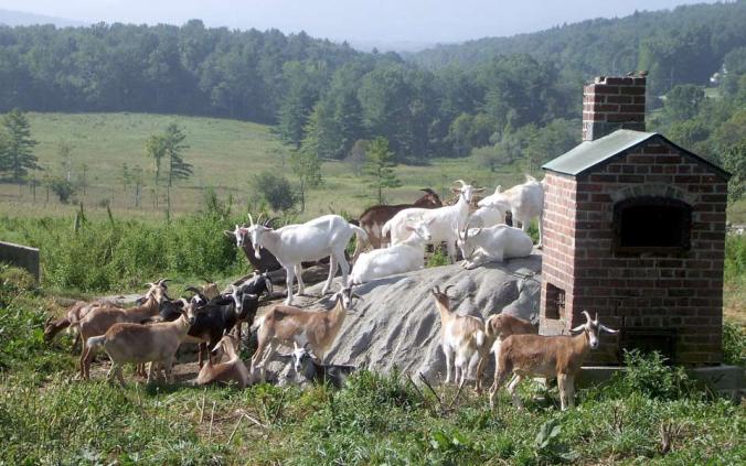 Goats on the hillside in Vermont. Photo by Anne Buchanan