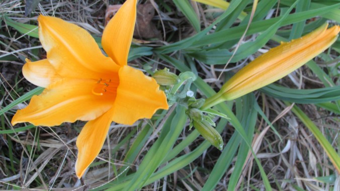 Citron daylily