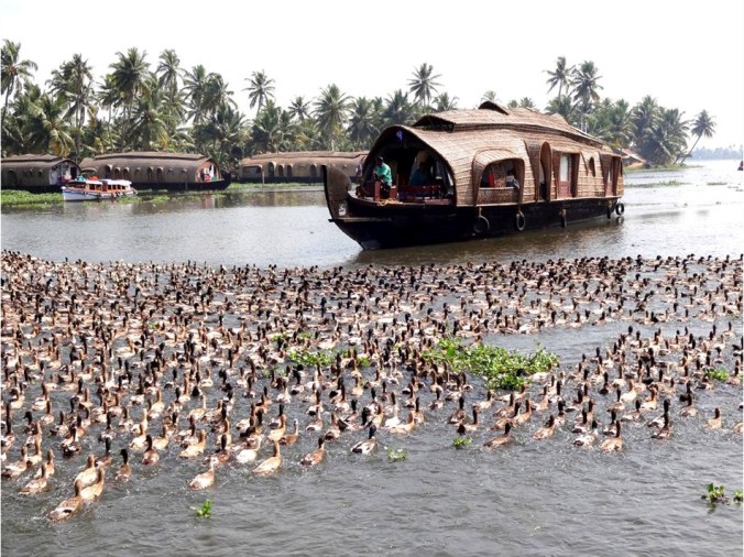 Photo credits:Ramesh Kidangoor