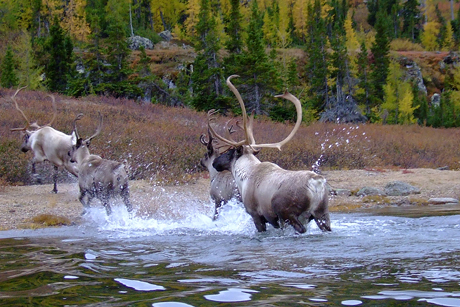 Photo courtesy Valerie Courtois, Canadian Boreal Initiative. Migratory tundra caribou in the boreal region of Quebec migrate hundreds of miles and require large tracts of protected wilderness.