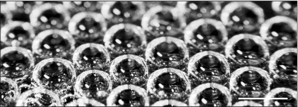 Bubbles at the surface of a freshly poured flute of champagne. Photograph by Gérard Liger-Belair.
