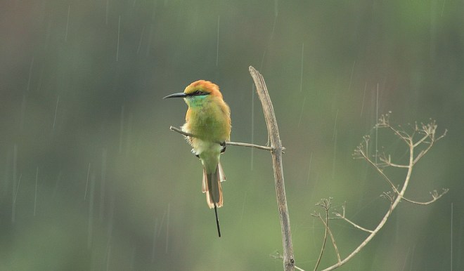 Green Bee-eater by Anukash - La Paz Group
