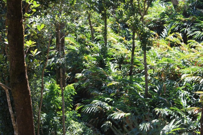 Cardamom Plantations